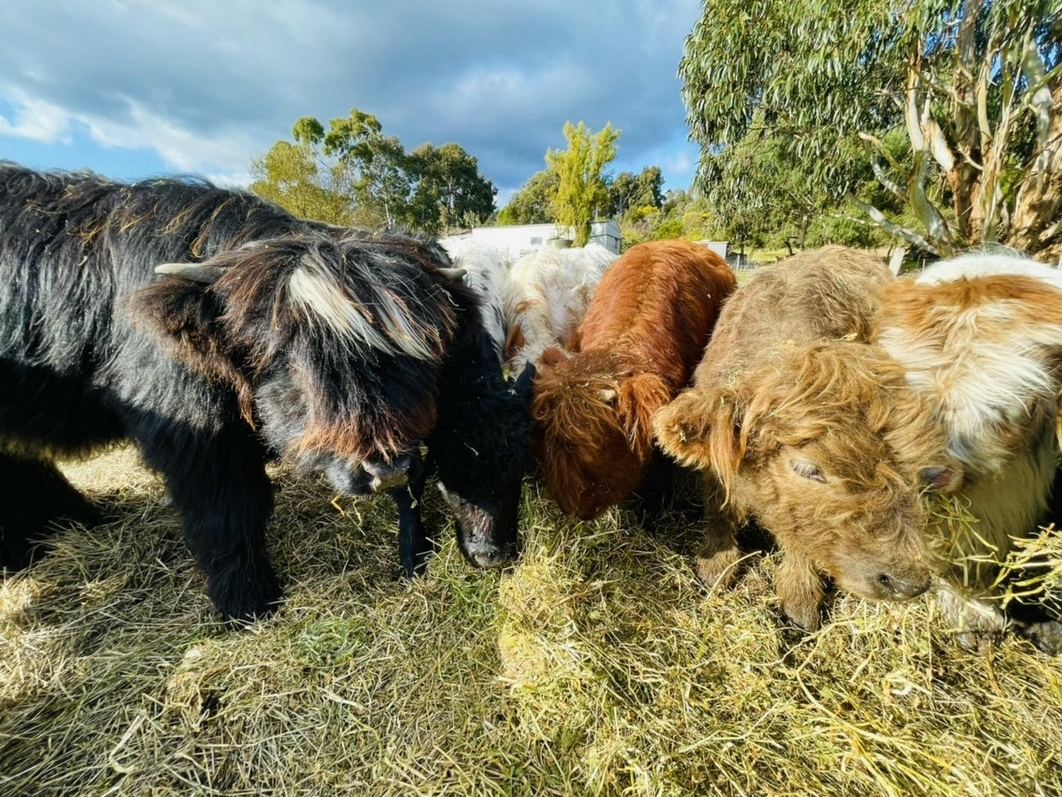 miniature Scottish highlands for sale