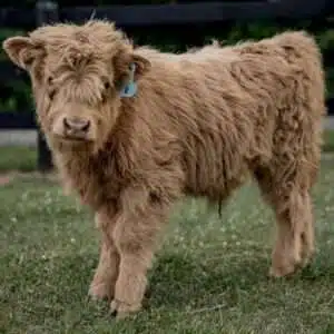Miniature Cow for sale Missouri, Buy Mini Highland in Missouri
