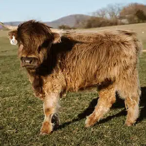 Miniature cow for sale Nebraska, Buy Mini Highland in Nebraska