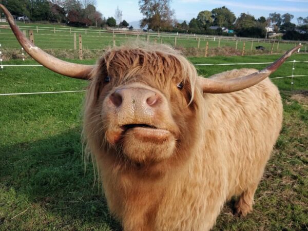 Miniature highland cattle, Mini highland cow for sale, mini highland