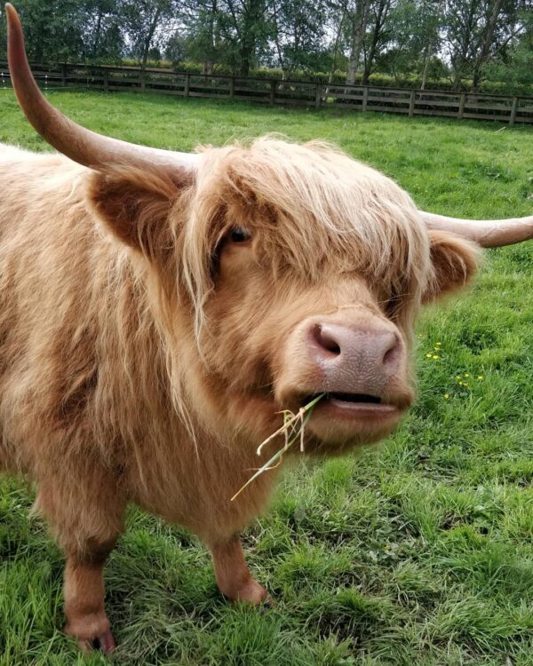 Miniature highland cattle, Mini highland cow for sale, mini highland