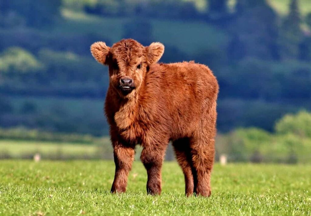 Mini Highlands for Sale, Miniature Highland Cow