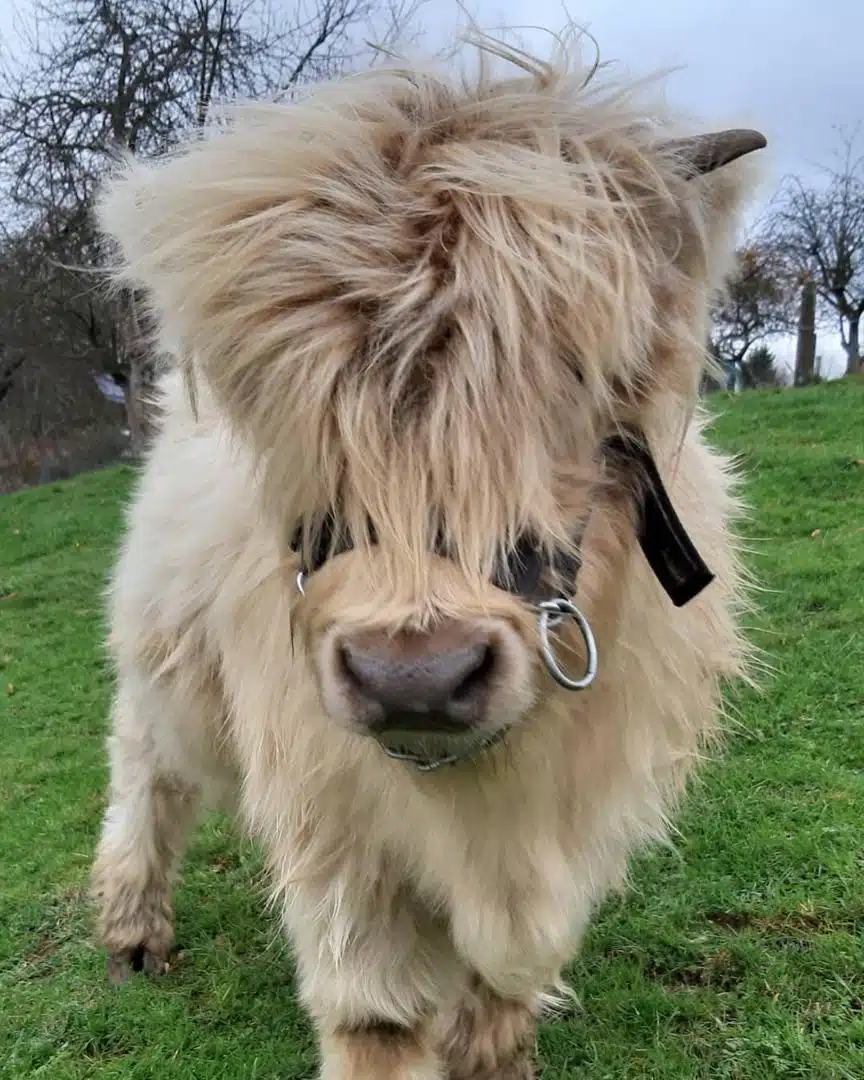 Micro highland cow for sale, Buy mini highland cow in USA
