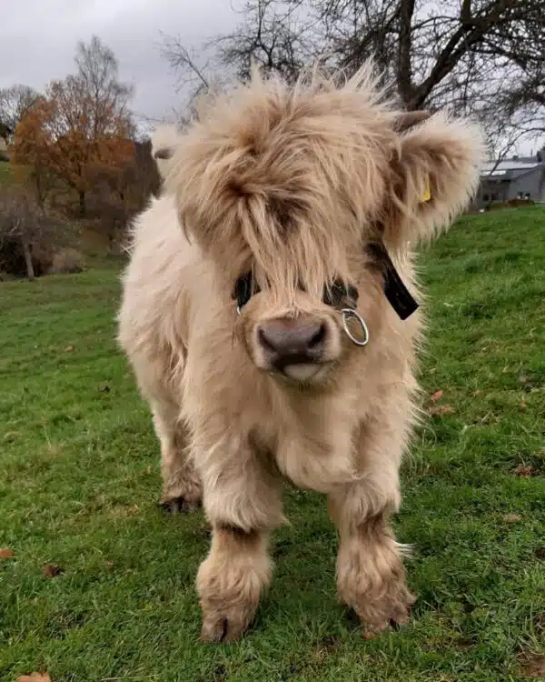 Micro highland cow for sale, Buy mini highland cow in USA