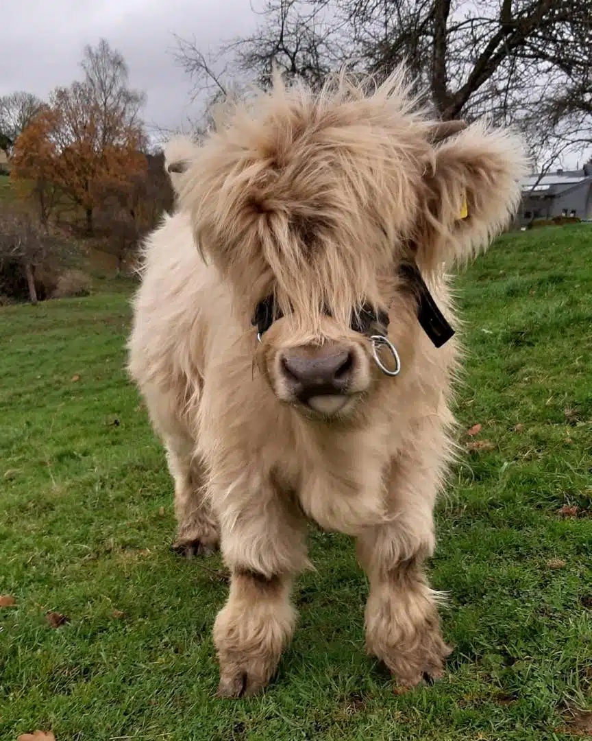 Micro highland cow for sale, Buy mini highland cow in USA