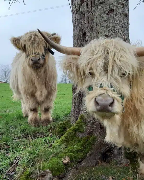 Micro highland cow for sale, Buy mini highland cow in USA