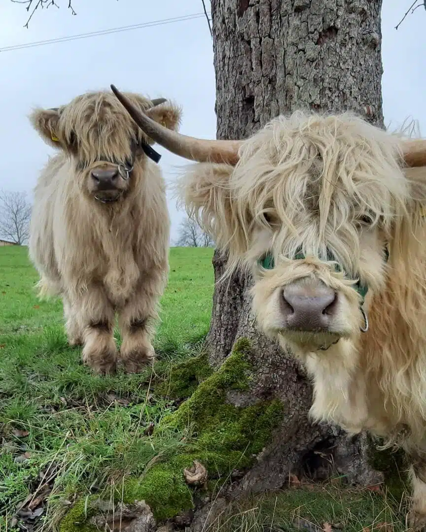 Micro highland cow for sale, Buy mini highland cow in USA