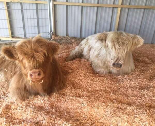 Mini highland cow, Miniature cow pair for sale, Mini cow highland