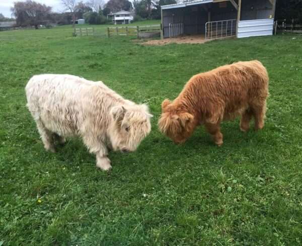 Mini highland cow, Miniature cow pair for sale, Mini cow highland