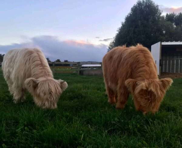 Mini highland cow, Miniature cow pair for sale, Mini cow highland
