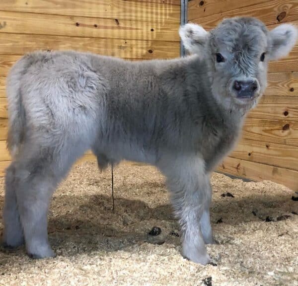 Teacup mini highland cow, Mini highland cow for sale