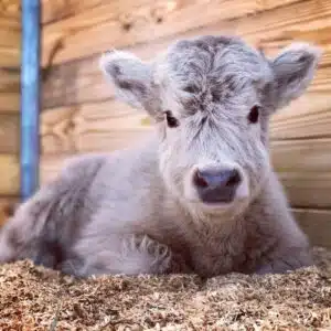 Teacup mini highland cow, Mini highland cow for sale