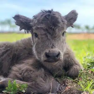 Mini highland cow price, Micro highland cows, Miniature highland