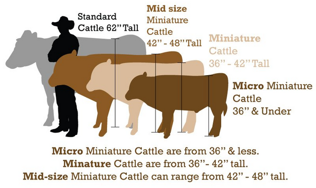 Mini Highlands for Sale, Miniature Highland Cow