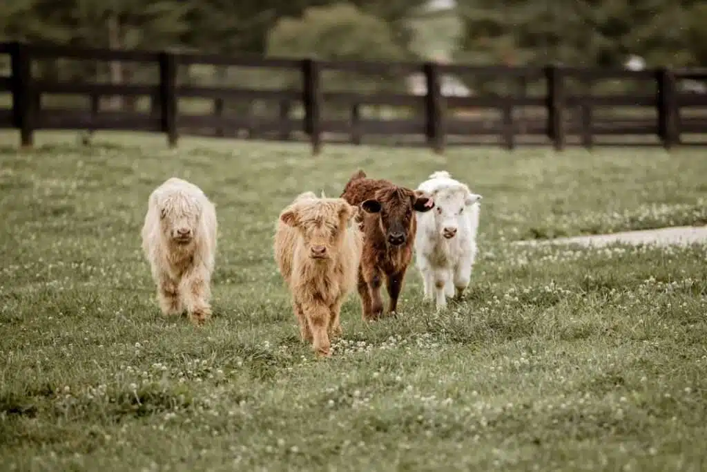 Miniature highland cattle for sale, Buy mini Scottish cow online