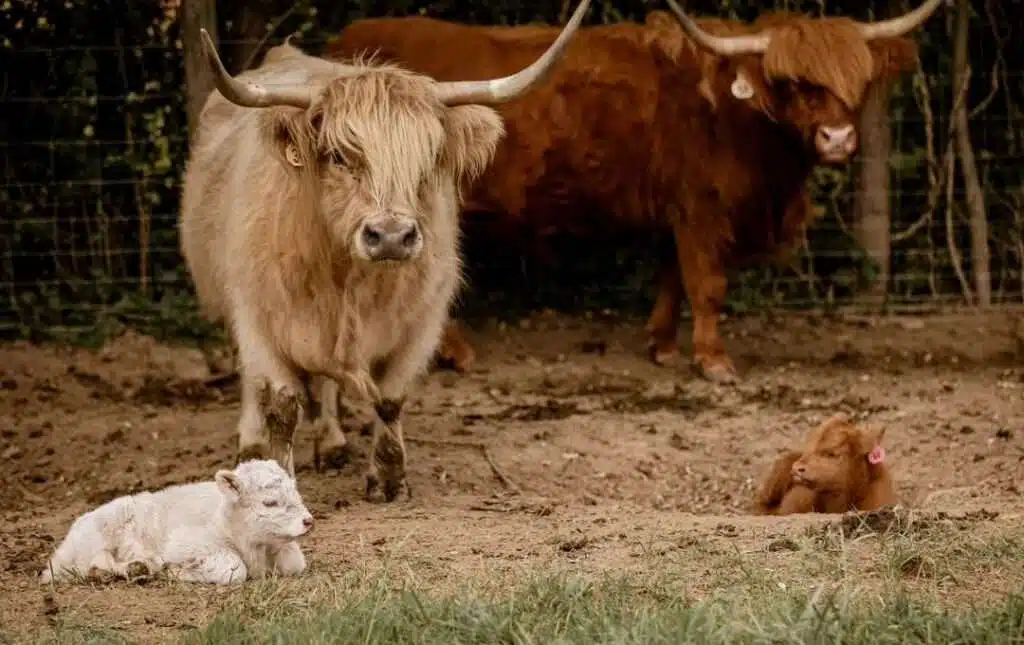 Miniature highland cattle for sale, Buy mini Scottish cow online