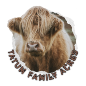 Tatum Family Acres, mini highland cow, miniature cow for sale