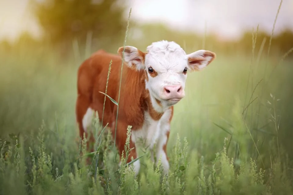 Dexter cows, miniature cow breeds, best cows for small farms